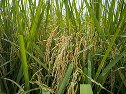 秋收水稻
