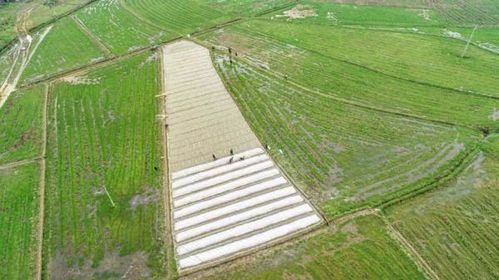 中国最大县级杂交水稻制种基地春耕图