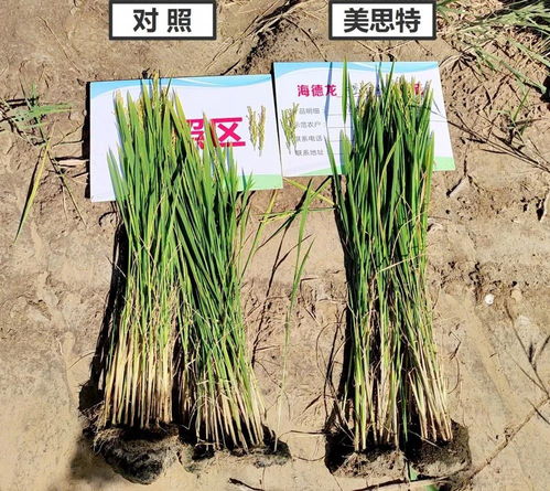 东营水稻要熟啦 就追一次肥也比别家更壮 产量更高,有图有真相