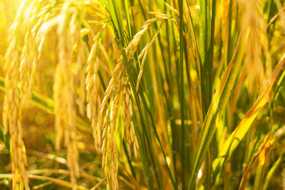阳光下金黄的水稻图配图高清大图