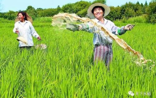 水稻高产施肥要点 - 农业种植网