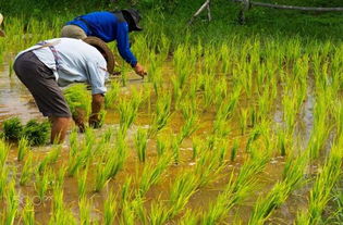 80 岁霸屏纽约,今天袁隆平再次震惊世界 这个真正的网红种出了不可能的大米,让 14 亿中国人吃上最顶级的米饭