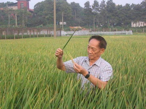杂交水稻之父 袁隆平逝世,消息经官方确认无误