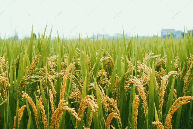 秋天稻田中的水稻高清大图
