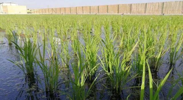 “海水稻”是长在海水里的水稻?不是海边不能种?吃起来是咸的?