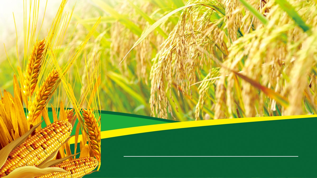 水稻小麦玉米背景的农产品ppt模板