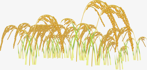 稻子矢量PNG图片素材免费下载_ai格式_754*360像素_熊猫办公