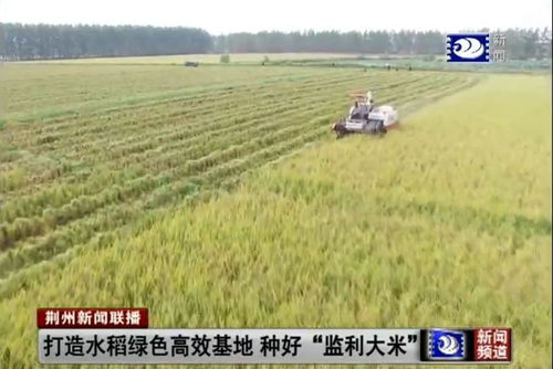 打造水稻绿色高效基地 种好 监利大米