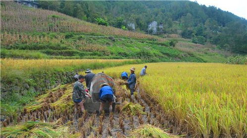 城口 农耕大米迎丰收 生态种植出好米