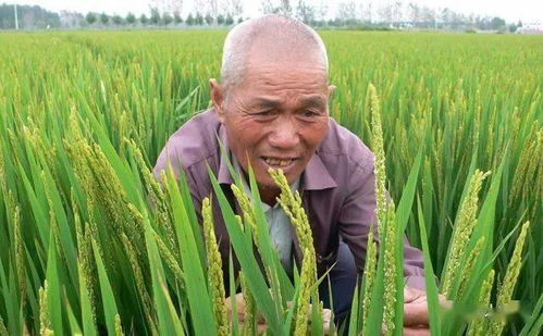 水稻要想产量高,农民谨记这几点,能不能高产就看这时候